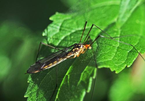 Nephrotoma flavipalpis